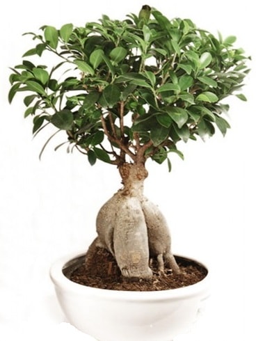 Ginseng bonsai japon aac ficus ginseng  zmit Kocaeli Gebze nternetten iek siparii verebilirsiniz. 
